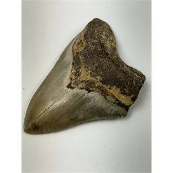 Large Megalodon (Otodus Megalodon) tooth fossil, with fine serrations age; Miocene period location; Java, Indonisia, H11.5cm, W9cm Notes; Believed to have grown as large as 18 metres, the Megalodon was the largest shark and one of the most dominant marine predators ever to have existed. It roamed the ancient seas for around 20 million years until their extinction around 3.6 million years ago. Megalodon teeth vary in colour and ton. influenced and coloured over the millennia by the conditions in which they are preserved