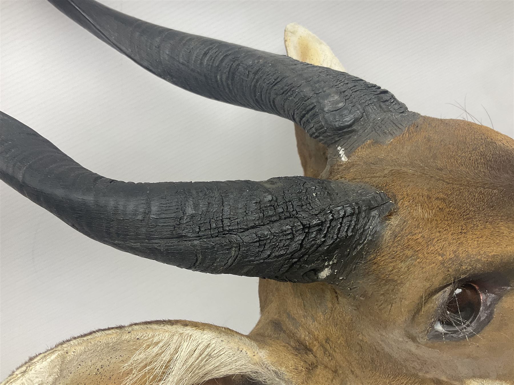 Taxidermy: Cape Bushbuck (Tragelaphus sylvaticus), an adult shoulder mount looking straight ahead, H80cm