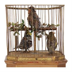 Late 19th century coin operated trio of singing birds in cage automaton, probably by J Phalibois, French, the three taxidermy birds with moving heads, beaks and tail feathers synchronized to the birdsong, under a gilt brass cage with one penny coin entry shoot, The gilt canted rectangular base with barbola decoration, H58cm