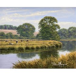 David Morgan (British 1964-): Cattle Grazing on the Riverside, oil on canvas signed 24cm x 30cm