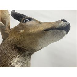 Taxidermy: Cape Bushbuck (Tragelaphus sylvaticus), an adult shoulder mount looking straight ahead, H80cm