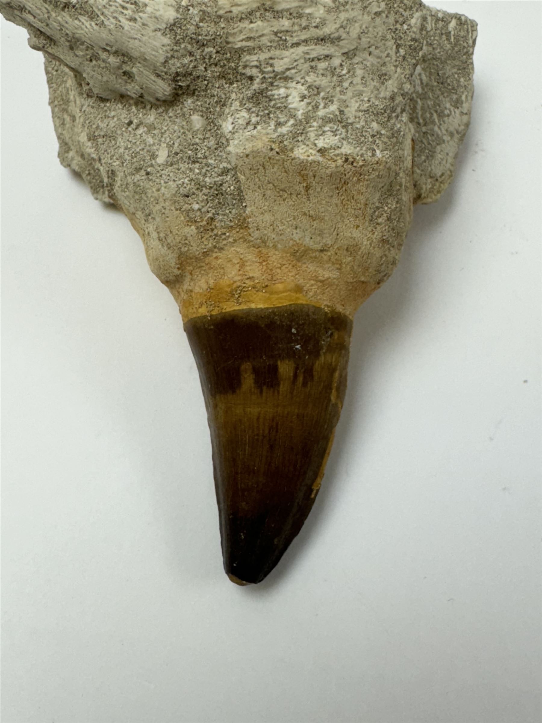 Two Mosasaur prognathodon teeth, each in an individual matrix, largest H14cm 