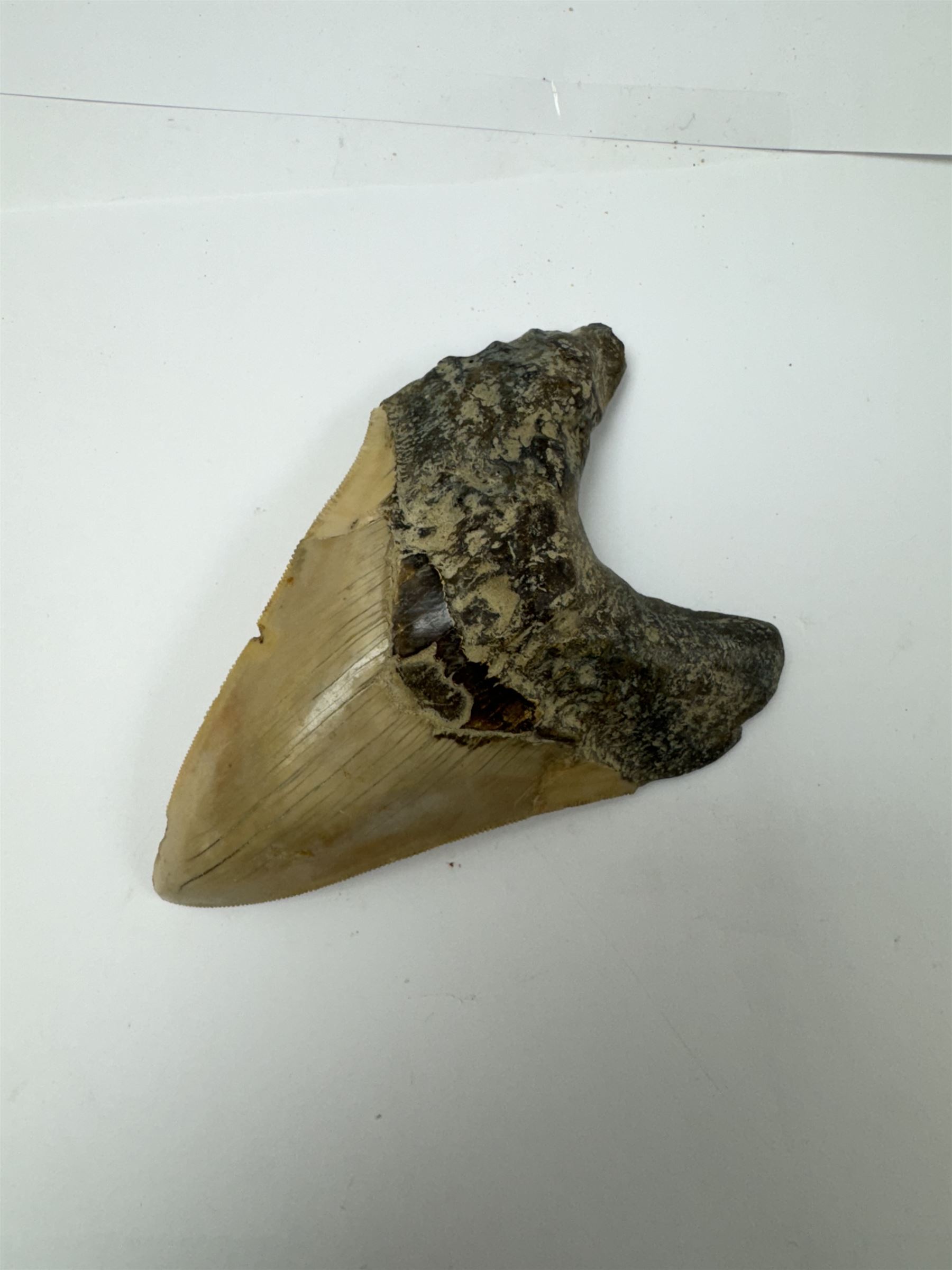 Large Megalodon (Otodus Megalodon) tooth fossil, with fine serrations, age; Miocene period location; Java, Indonisia, H13cm, W9cm 
Notes; Believed to have grown as large as 18 metres, the Megalodon was the largest shark and one of the most dominant marine predators ever to have existed. It roamed the ancient seas for around 20 million years until their extinction around 3.6 million years ago. Megalodon teeth vary in colour and ton. influenced and coloured over the millennia by the conditions in which they are preserved