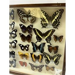 Entomology: Single glazed display of African butterflies, circa 20th century, single glazed display containing twenty six various specimens, many with attached data labels and name labels, all pinned upon foam backing, enclosed within a glazed entomology drawer, makers label to verso 'Product of J.J Hill & Son, London N.W.10' H35cm, L45cm