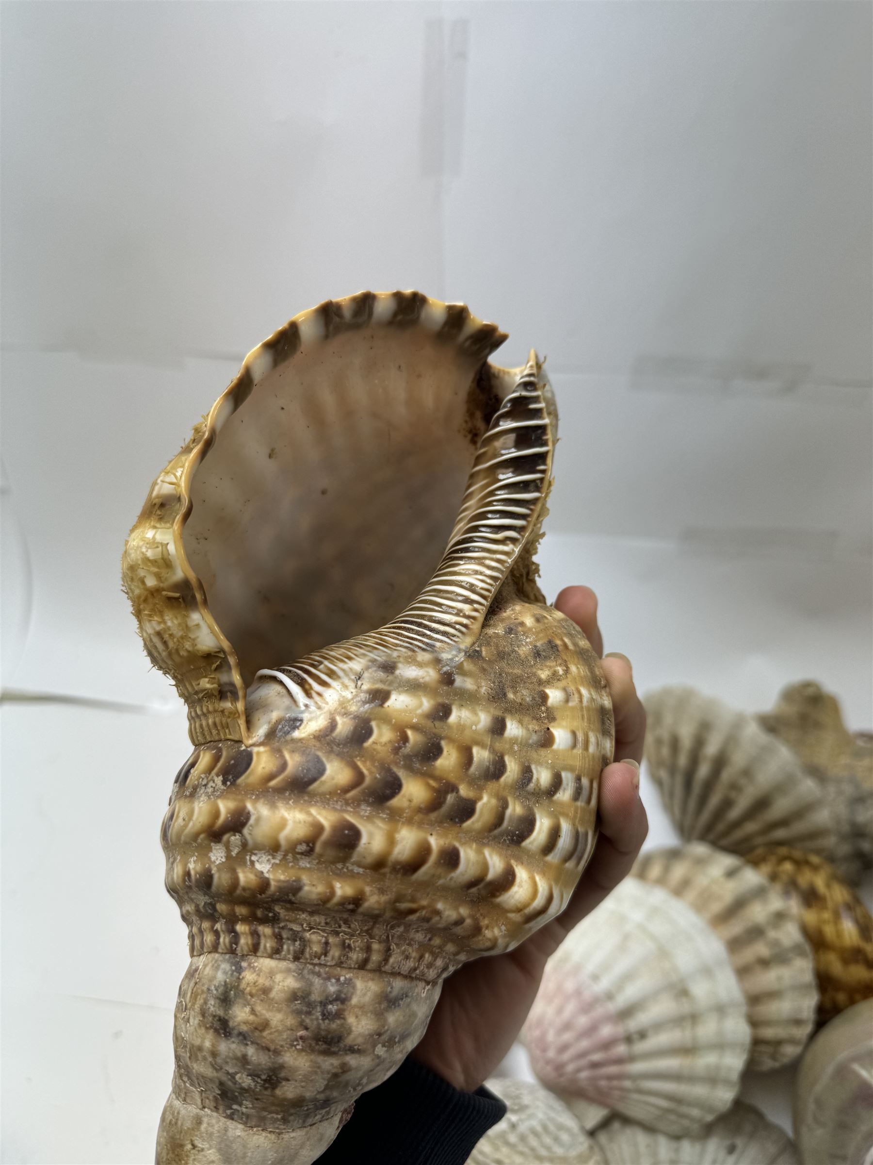 Conchology: selection of shells, including mother of pearl Turbo Marmaratus shell, Conch shells, Triton shell etc 