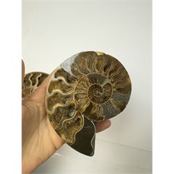 Pair of Cleoniceras ammonite fossil slices, with polished finish, age: Cretaceous period, location: Madagascar, D12cm