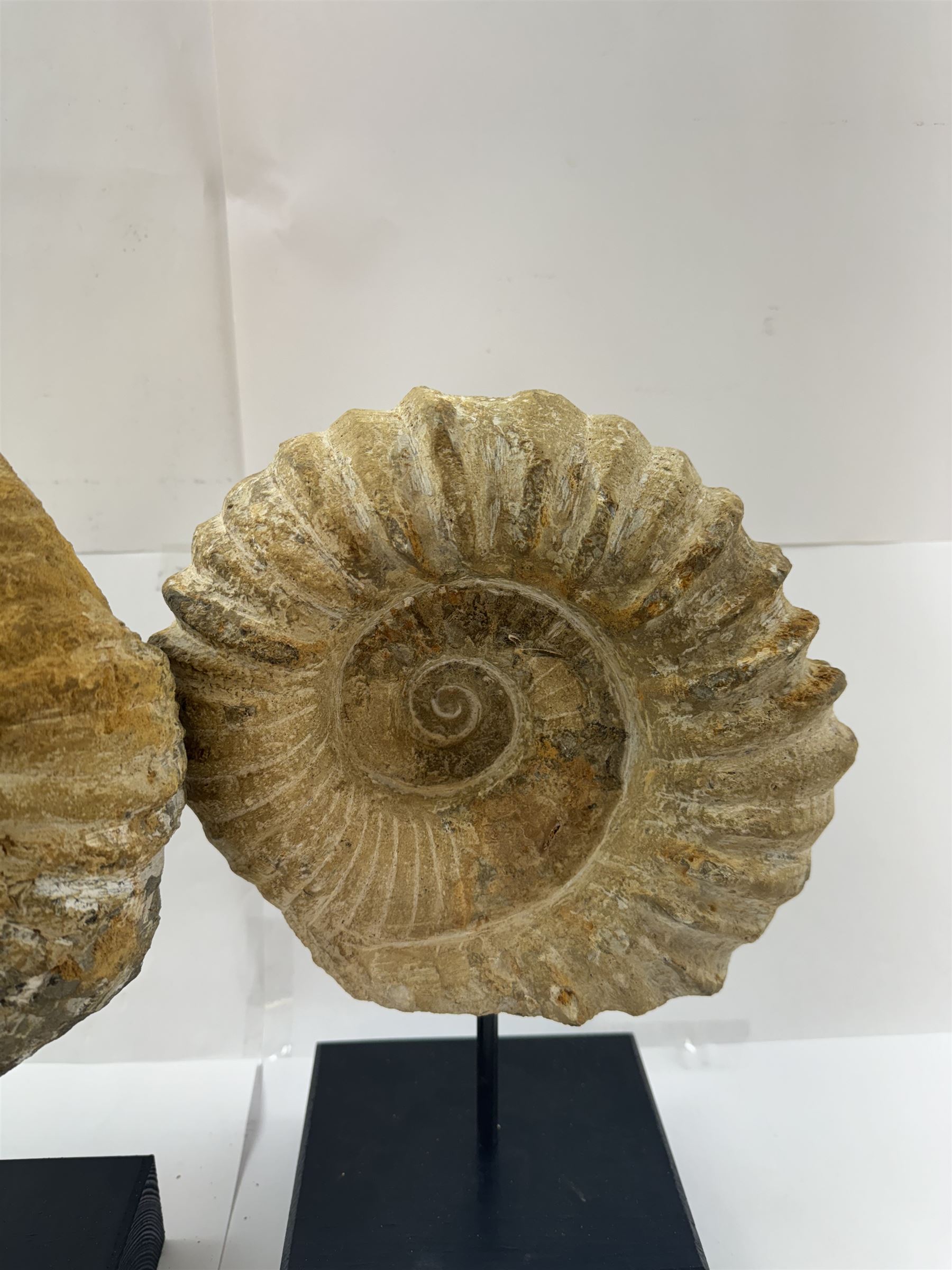 Pair of large ammonite fossil, mounted upon a rectangular wooden base, age; Cretaceous period, location; Morocco, H37cm