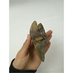 Large Megalodon (Otodus Megalodon) tooth fossil, with fine serrations age; Miocene period location; Java, Indonisia, H11.5cm, W9cm Notes; Believed to have grown as large as 18 metres, the Megalodon was the largest shark and one of the most dominant marine predators ever to have existed. It roamed the ancient seas for around 20 million years until their extinction around 3.6 million years ago. Megalodon teeth vary in colour and ton. influenced and coloured over the millennia by the conditions in which they are preserved