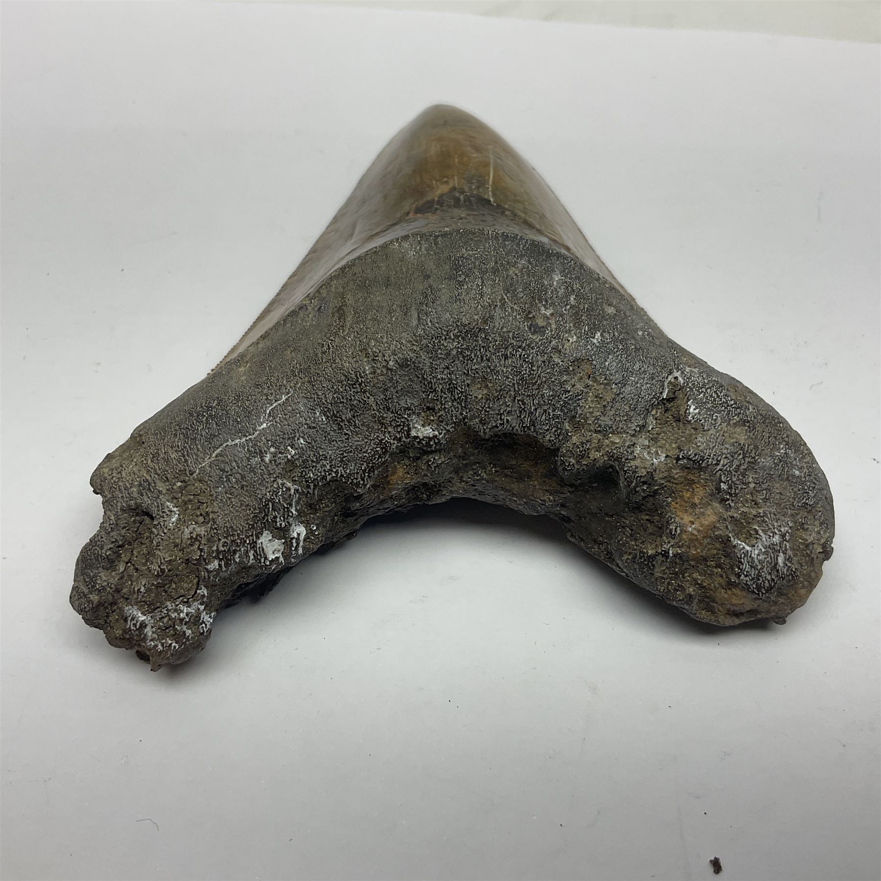 Large Megalodon (Otodus Megalodon) tooth fossil, with fine serrations in an unusually chocolate-colour age; Miocene period, H11.5cm, W9cm

Notes; Believed to have grown as large as 18 metres, the Megalodon was the largest shark and one of the most dominant marine predators ever to have existed. It roamed the ancient seas for around 20 million years until their extinction around 3.6 million years ago.  Megalodon teeth vary in colour and ton. influenced and coloured over the millennia by the conditions in which they are preserved