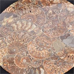 Polished ammonite plate, formed of individual ammonites age; Jurassic period, D27cm