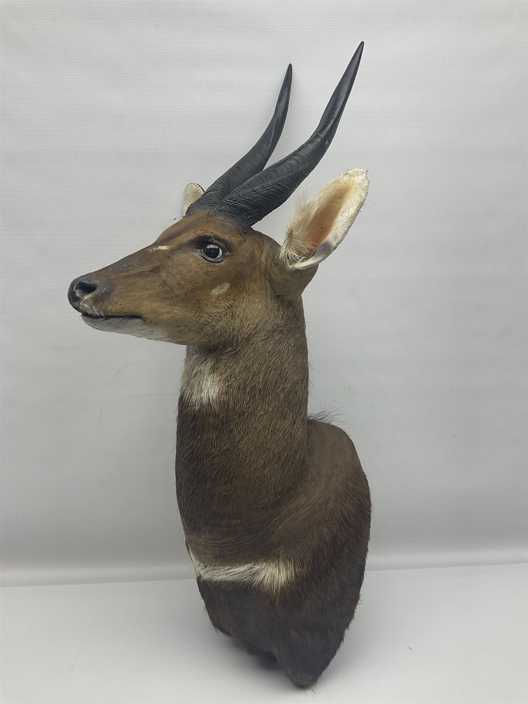 Taxidermy: Cape Bushbuck (Tragelaphus sylvaticus), an adult shoulder mount looking straight ahead, H80cm