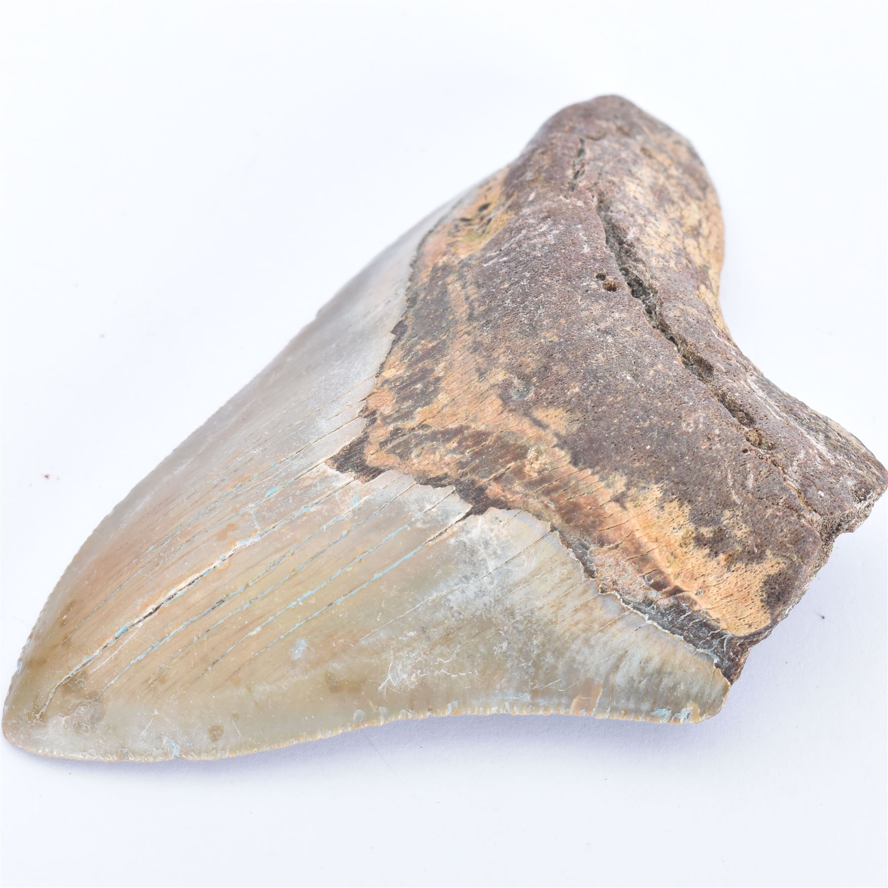 Large Megalodon (Otodus Megalodon) tooth fossil, with fine serrations age; Miocene period location; Java, Indonisia, H11.5cm, W9cm Notes; Believed to have grown as large as 18 metres, the Megalodon was the largest shark and one of the most dominant marine predators ever to have existed. It roamed the ancient seas for around 20 million years until their extinction around 3.6 million years ago. Megalodon teeth vary in colour and ton. influenced and coloured over the millennia by the conditions in which they are preserved