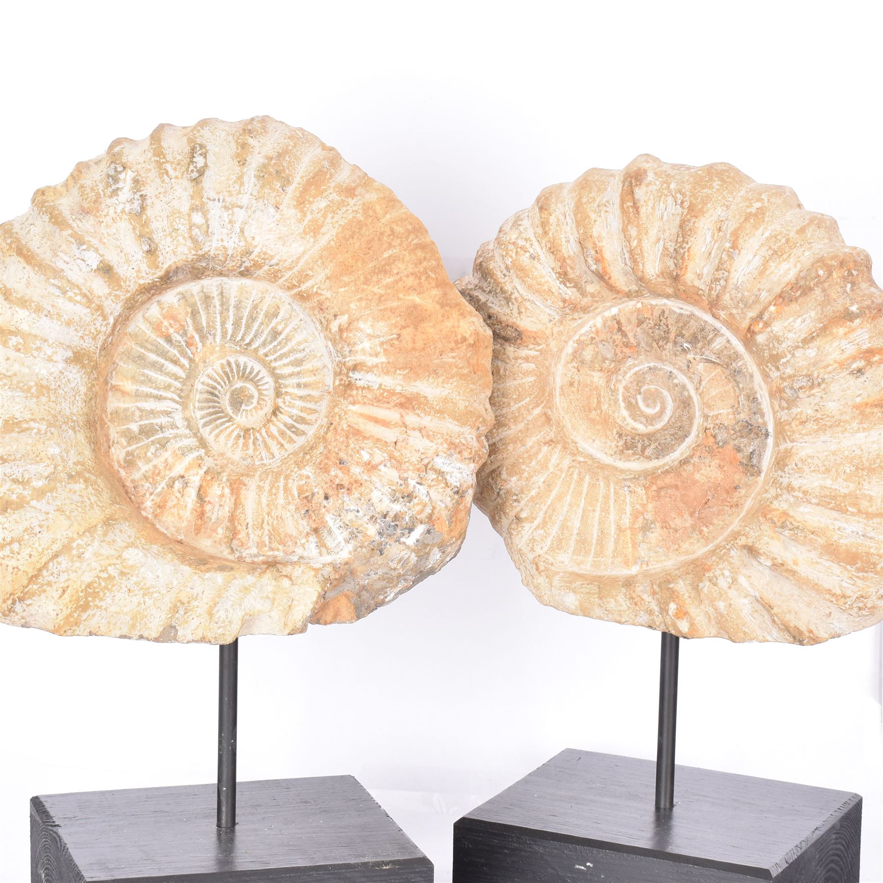 Pair of large ammonite fossil, mounted upon a rectangular wooden base, age; Cretaceous period, location; Morocco, H37cm