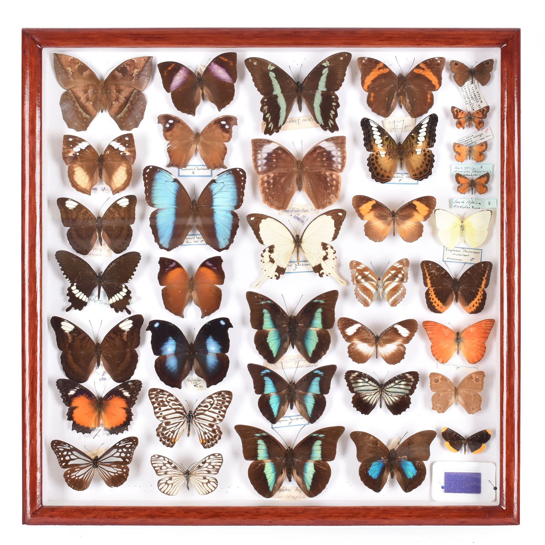 Entomology: Single glazed display of butterflies, circa 20th century, single glazed display containing thirty six various specimens, some with attached data labels, all pinned upon foam backing and named labels, enclosed within a glazed entomology drawer, H46cm, W46cm