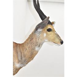 Taxidermy: Cape Bushbuck (Tragelaphus sylvaticus), an adult shoulder mount looking straight ahead, H78cm