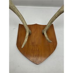 Antlers/Horns: Deer Antlers, ten point antlers, mounted upon a carved and pierced shield