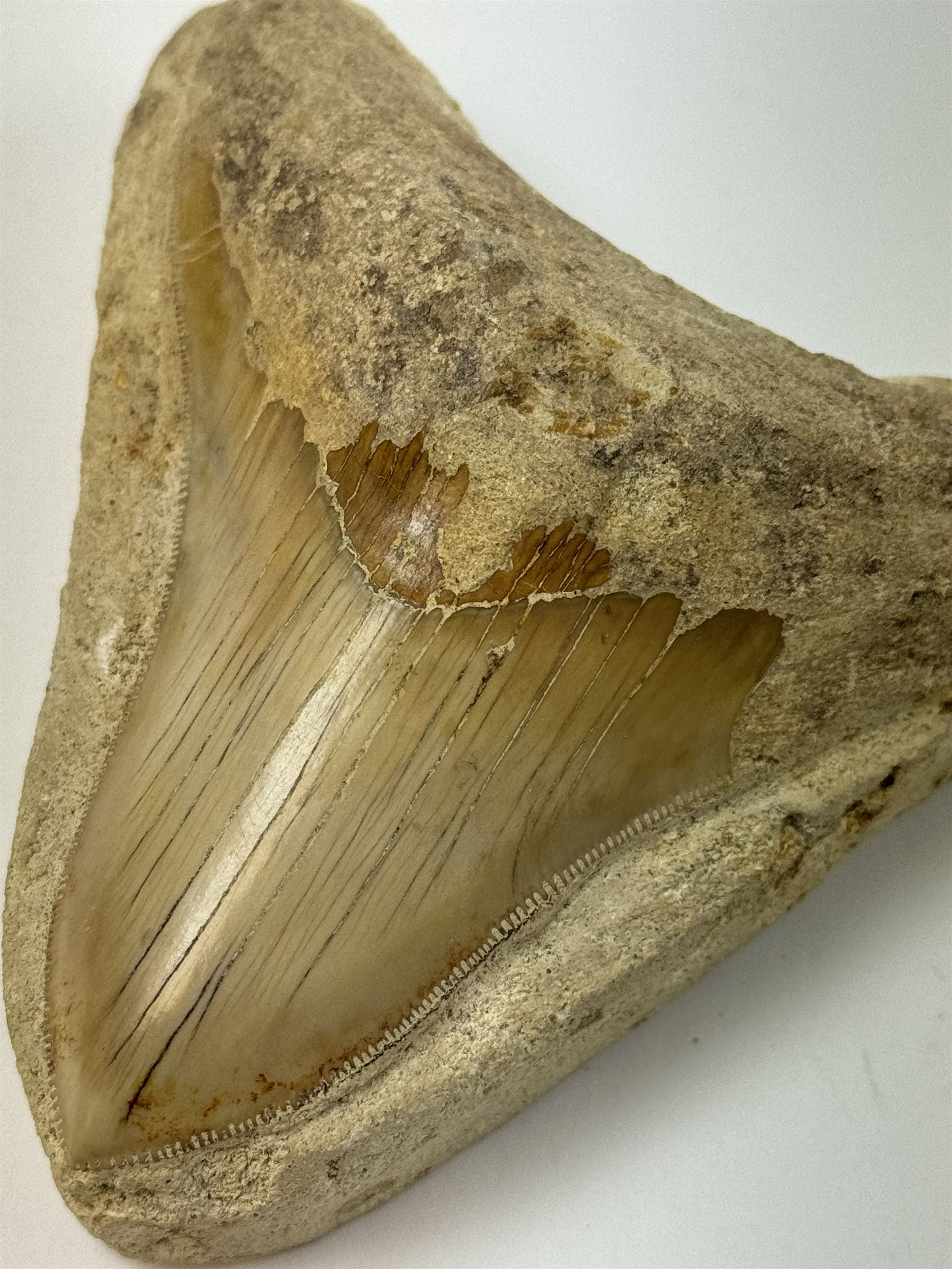 Large Megalodon (Otodus Megalodon) tooth fossil, with fine serrations in a matrix, age; Miocene period location; Java, Indonisia, H10cm, W11cm 
Notes; Believed to have grown as large as 18 metres, the Megalodon was the largest shark and one of the most dominant marine predators ever to have existed. It roamed the ancient seas for around 20 million years until their extinction around 3.6 million years ago. Megalodon teeth vary in colour and ton. influenced and coloured over the millennia by the conditions in which they are preserved