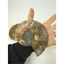 Pair of Cleoniceras ammonite fossil slices, with polished finish, age: Cretaceous period, location: Madagascar, D12cm