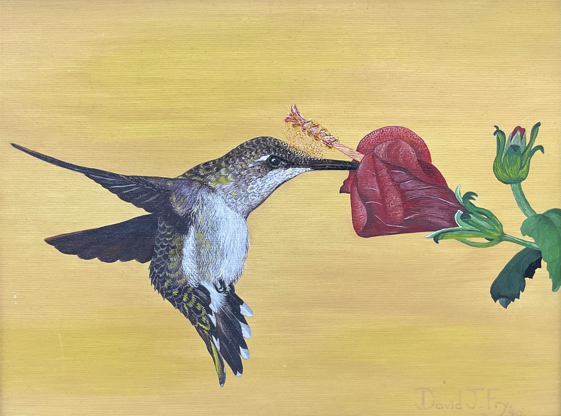 David J Fry (Herefordshire 20th century): Hummingbird, oil on board signed and dated '90, 23cm x 31cm