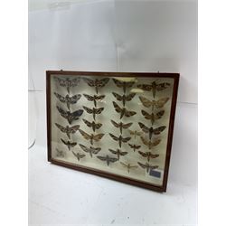 Entomology: Single glazed display of Hawk (Sphingidae) moths, circa 20th century, single glazed display containing thirty various specimens, maily with attached data labels, all pinned upon foam backing and named labels, enclosed within a glazed entomology drawer,  H35cm, L45cm