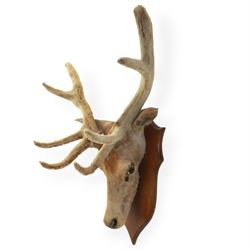 Taxidermy; Red Deer (Cervus elaphus), adult male, the antlers 'in velvet', upon a wooden shield, H85cm