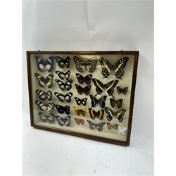 Entomology: Single glazed display of African butterflies, circa 20th century, single glazed display containing twenty six various specimens, many with attached data labels and name labels, all pinned upon foam backing, enclosed within a glazed entomology drawer, makers label to verso 'Product of J.J Hill & Son, London N.W.10' H35cm, L45cm