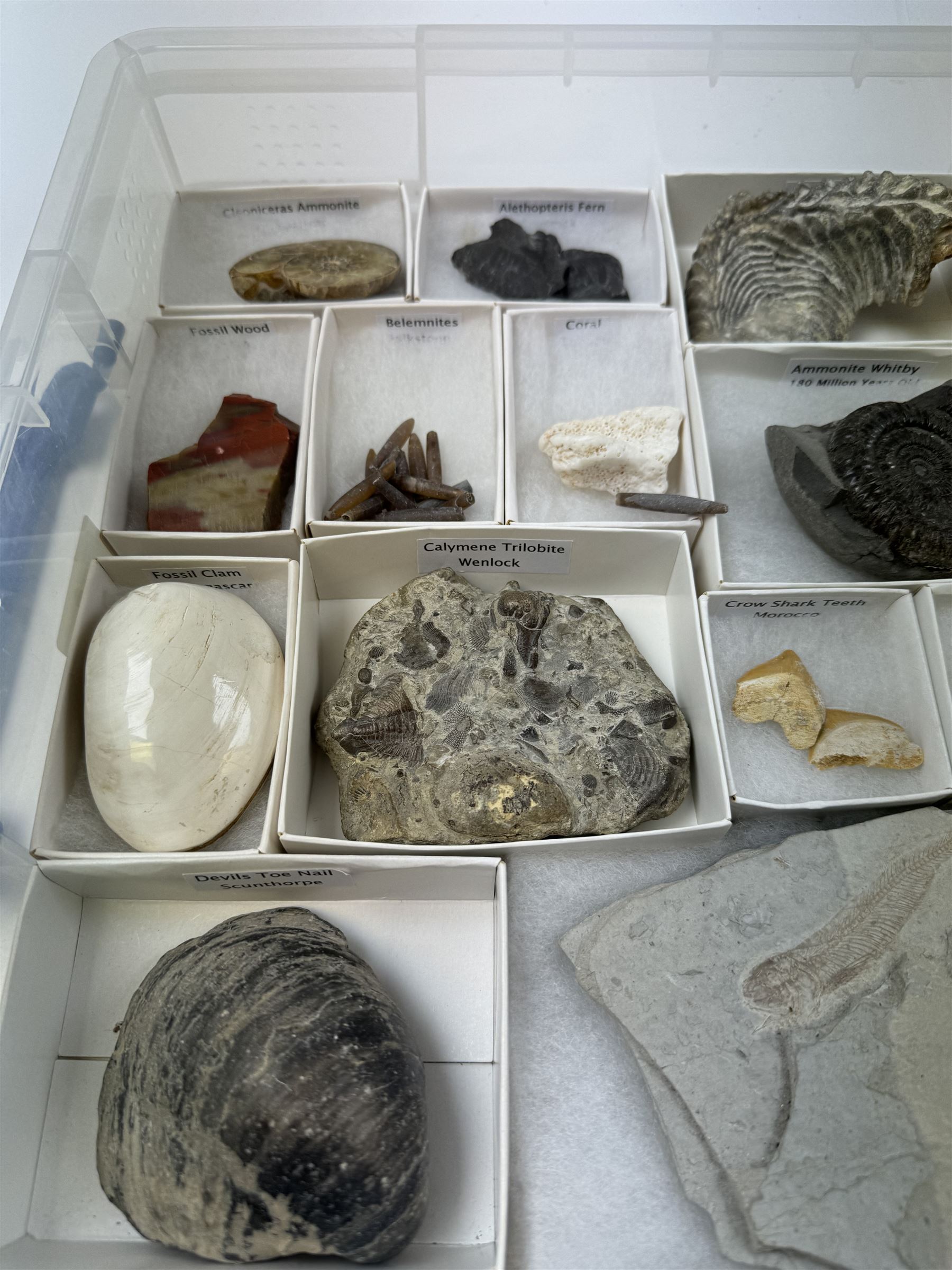 Collection of seventeen various fossils, including alethopteris fern, Whitby ammonite, crow shark teeth, sea lilly etc 