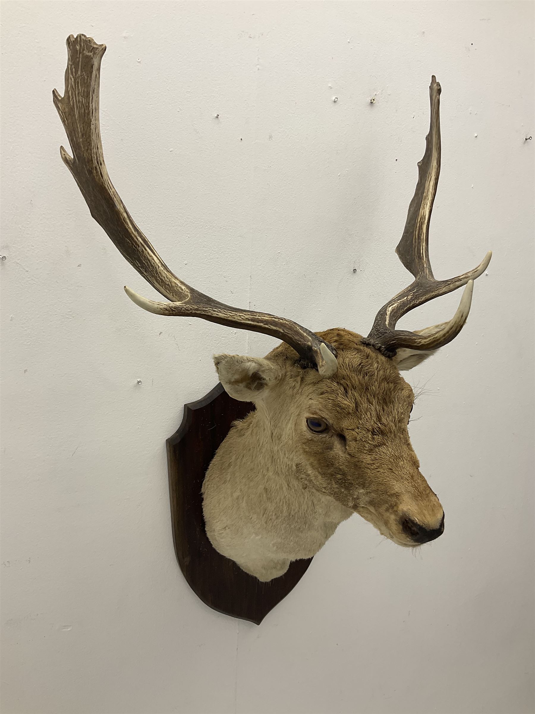 Taxidermy: European Fallow Deer (Dama dama), adult buck shoulder mount looking straight ahead, mounted upon a wooden shield, H110cm D55cm