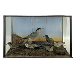 Taxidermy: Cased display of various Terns, full mounts, perched on a gravel ground and set against a shoreline painted back board. H38cm, W61cm, D28cm