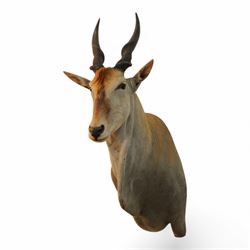 Taxidermy: Common Eland (Taurotragus Oryx), South Africa, large adult bull shoulder mount ...