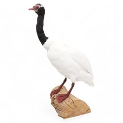 Taxidermy - Black-Necked Swan (Cygnus Melancoryphus), full adult mount upon log H75cm - UK...