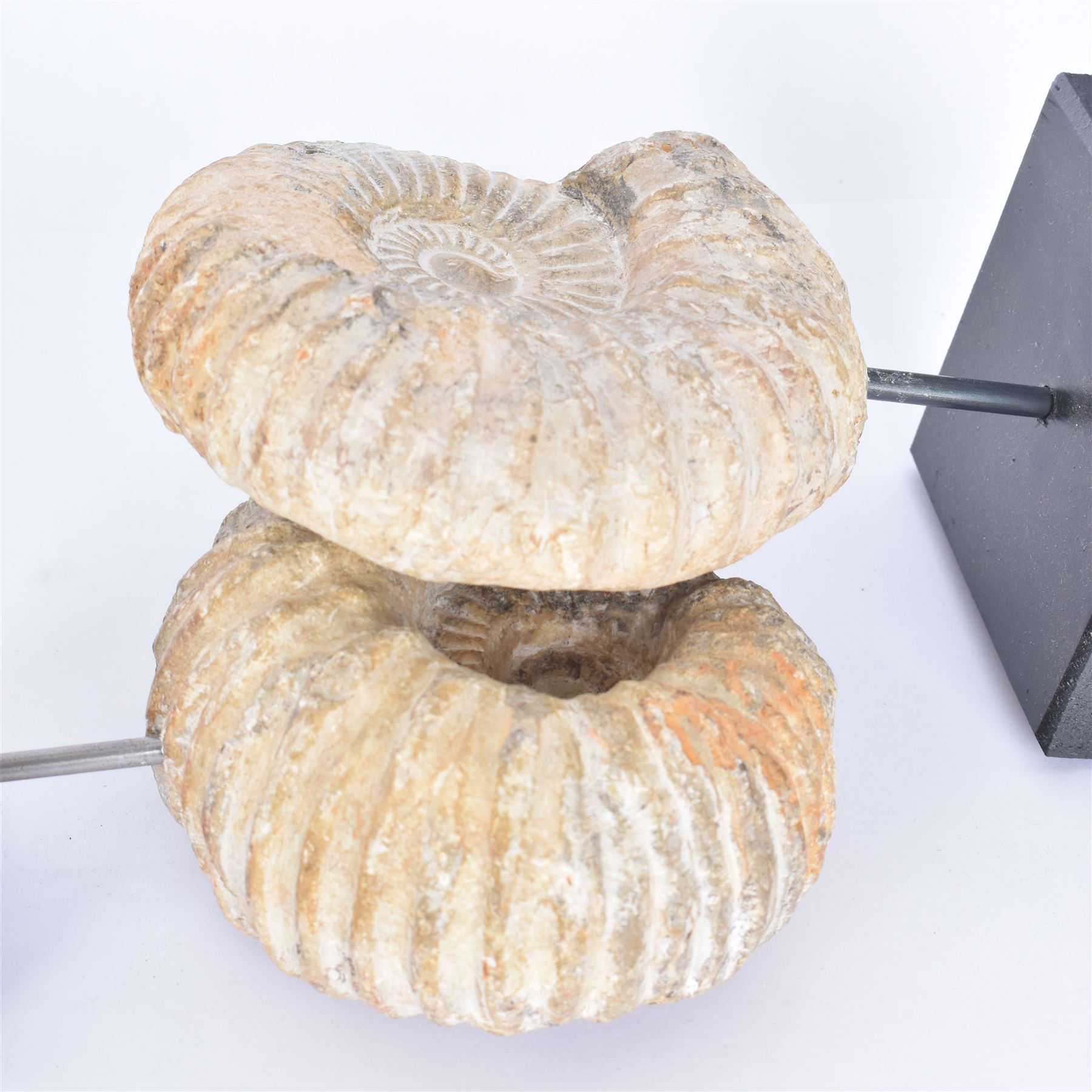 Pair of ammonite fossils, each individually mounted upon a rectangular wooden base, age; Cretaceous period, location; Morocco, H20cm