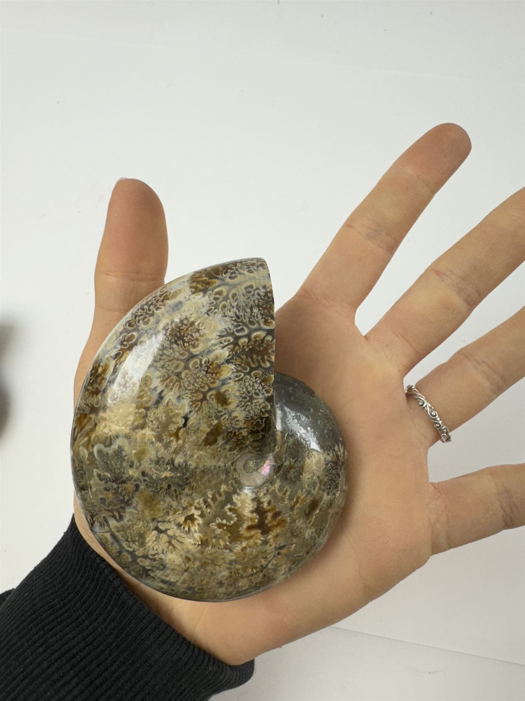 Two Cleoniceras ammonite fossils, with polished finish, age: Cretaceous period, location: Madagascar, D8cm