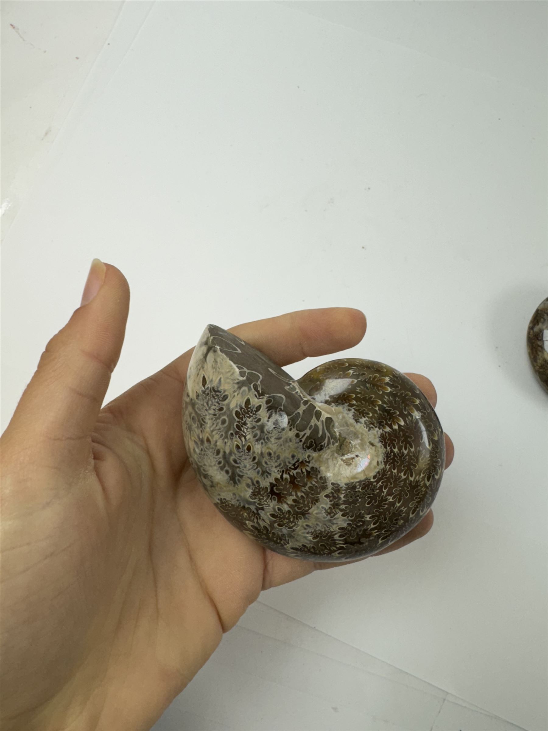 Two Cleoniceras ammonite fossils, with polished finish, age: Cretaceous period, location: Madagascar, D8cm