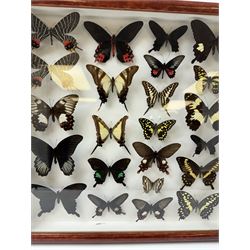 Entomology: Single glazed display of butterflies, circa 20th century, single glazed display containing twenty three various specimens, some with attached data labels, all pinned upon foam backing and named labels, enclosed within a glazed entomology drawer, H46cm, W46cm