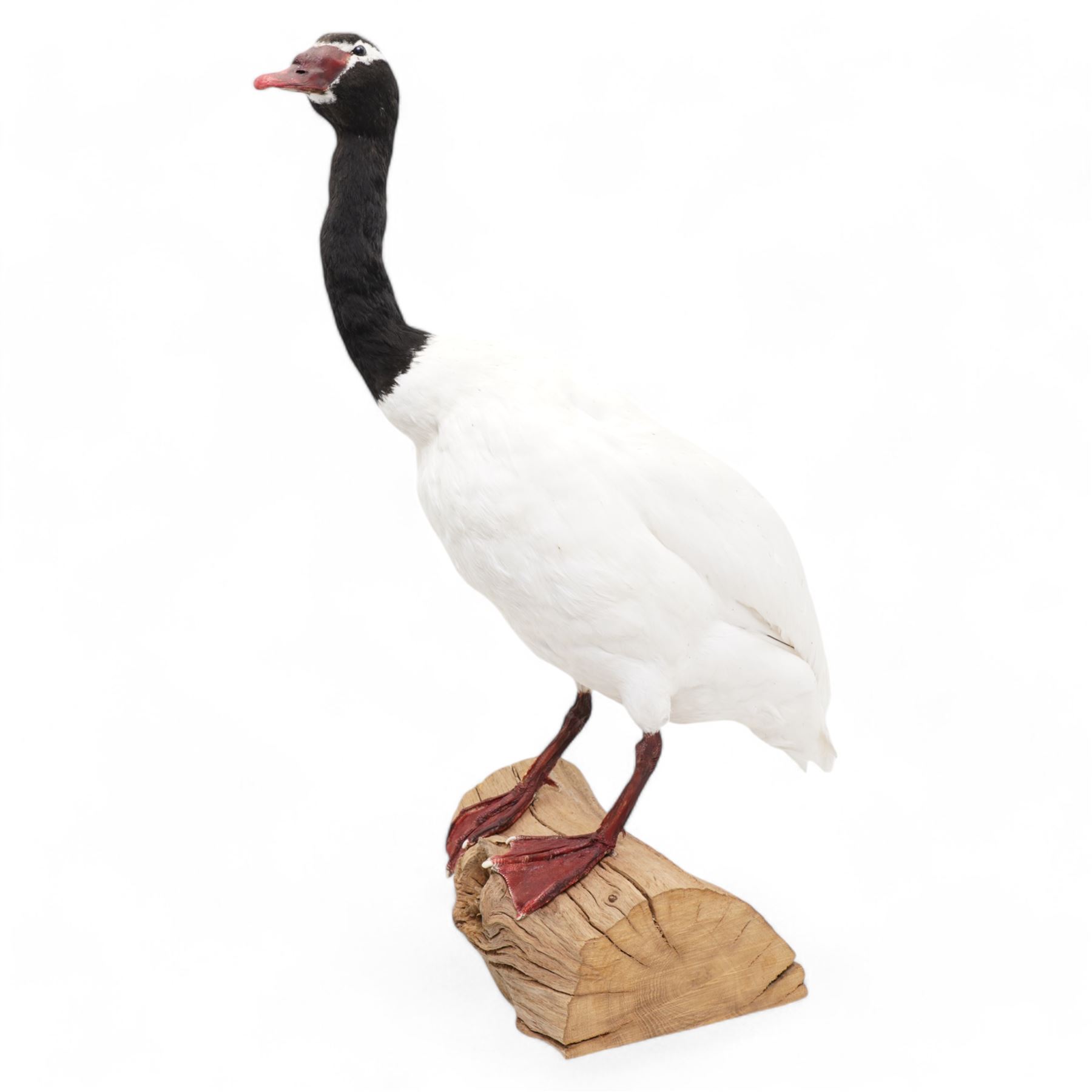 Taxidermy - Black-Necked Swan (Cygnus Melancoryphus), full adult mount upon log H75cm - UK Sale only 