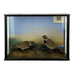 Taxidermy: Cased pair of shore larks (Eremophila alpestris), pair of male and female full mounts male and female, stood on rock work and set against a pale blue painted back board, in ebonised case. H26cm, W38cm, D13.5cm