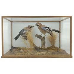 Taxidermy: Cased pair of Eurasian Jays (Garrulus glandarius), by World of Nature, Naturalist and Taxidermist, Knaresborough, North Yorkshire, circa late 20th century, two full mounts perched atop a tree stump, amidst a setting of moss, dry grasses and fauna, set against a pale blue painted backdrop, enclosed within an oak framed four-glass table display case, labelled verso, L67cm, H39cm, D36cm