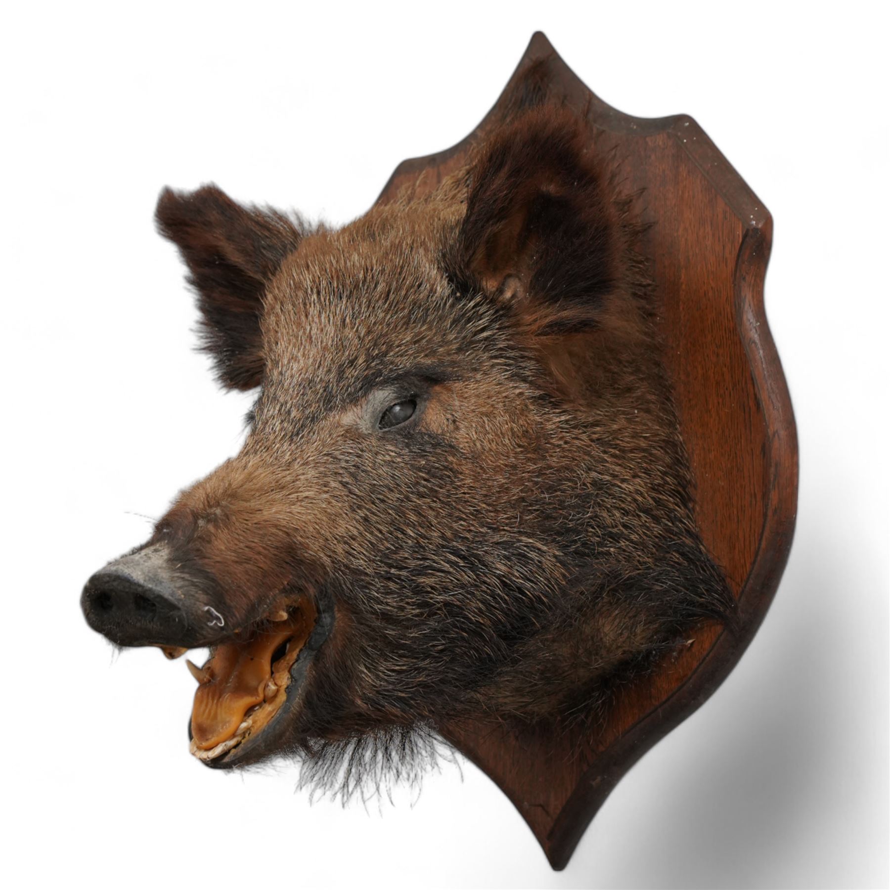 Taxidermy - Wild Boar (Sus Scrofa), adult female shoulder mount looking straight ahead upon an oak carved shield H60cm  