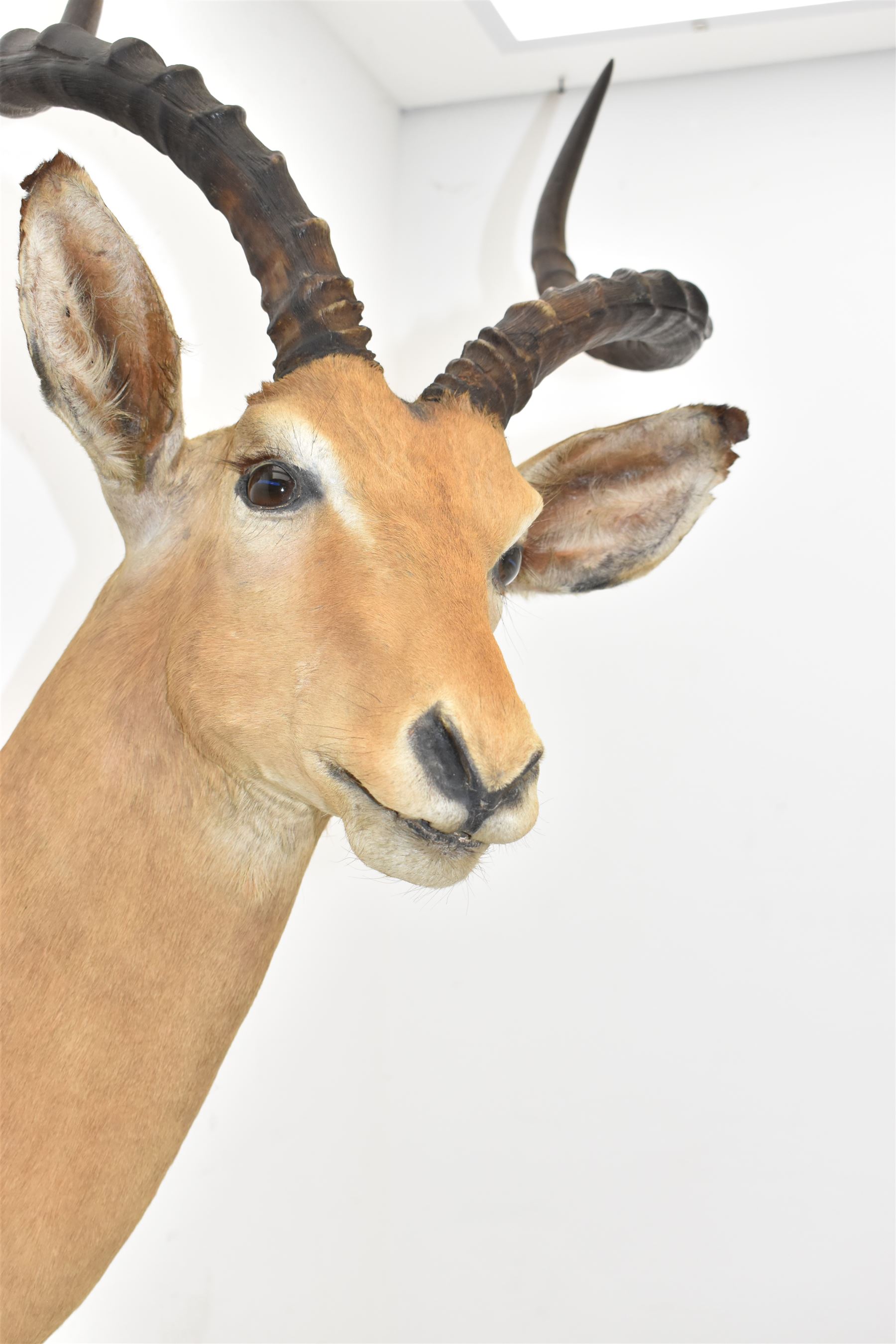 Taxidermy: Common impala (Aepyceros melampus) male, high quality shoulder mount looking to the right, H90cm