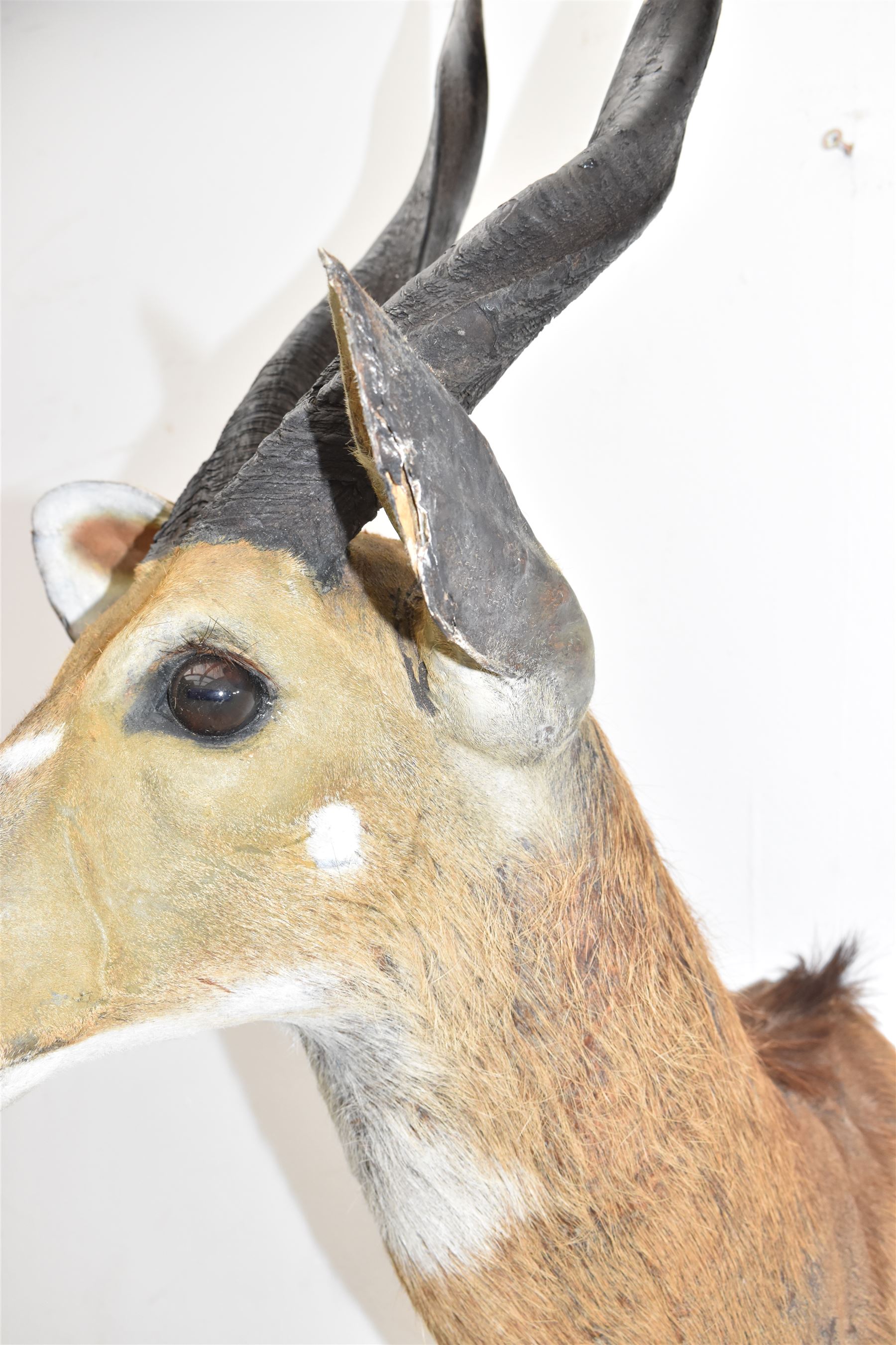 Taxidermy: Cape Bushbuck (Tragelaphus sylvaticus), an adult shoulder mount looking straight ahead, H78cm