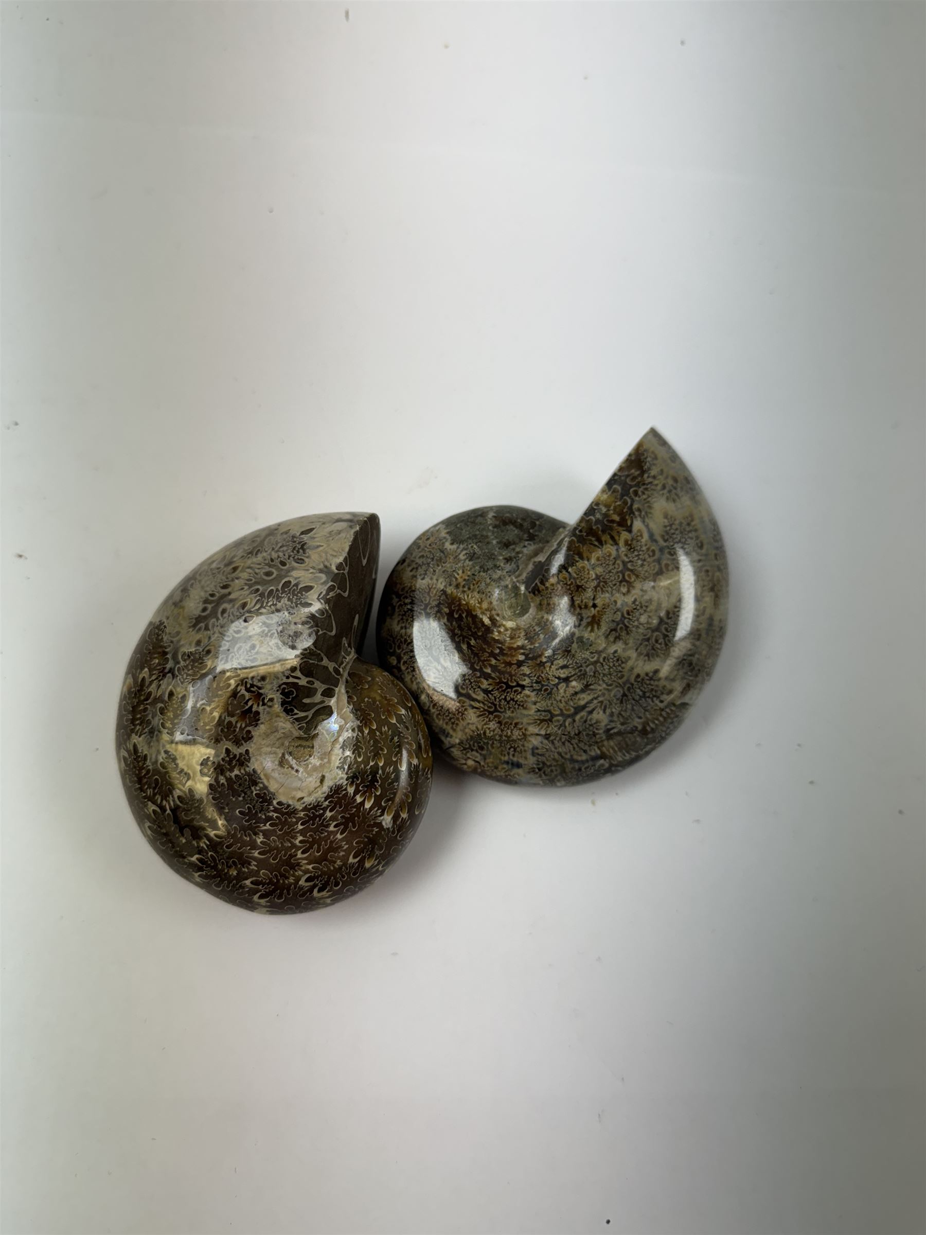 Two Cleoniceras ammonite fossils, with polished finish, age: Cretaceous period, location: Madagascar, D8cm