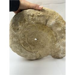 Large ammonite fossil, age; Cretaceous period, location; Morocco, W27cm