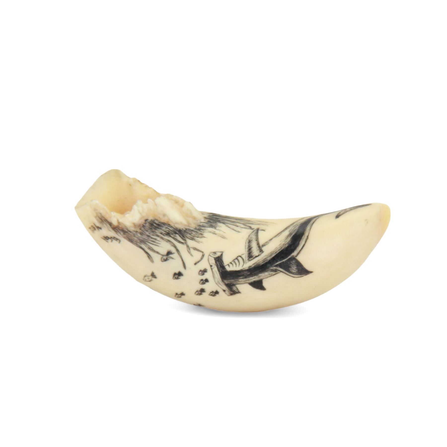 19th century scrimshaw whale tooth, depicting a hammerhead shark, L8cm