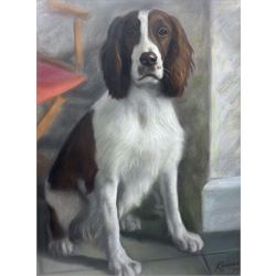 English School (20th Century): 'The Lady Beautiful' Spaniel Portrait, pastel indistinctly signed and dated '79, titled on label verso 60cm x 44cm 