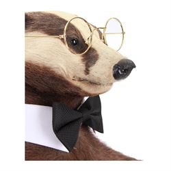 Anthropomorphic Taxidermy: European Badger (Meles meles) stick stand, full adult mount in standing pose, wearing glass, bowtie and cuffs, upon a rustic wooden base, H76cm  