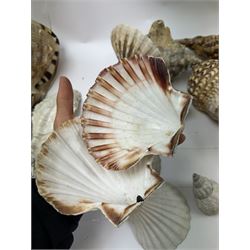 Conchology: selection of shells, including mother of pearl Turbo Marmaratus shell, Conch shells, Triton shell etc 