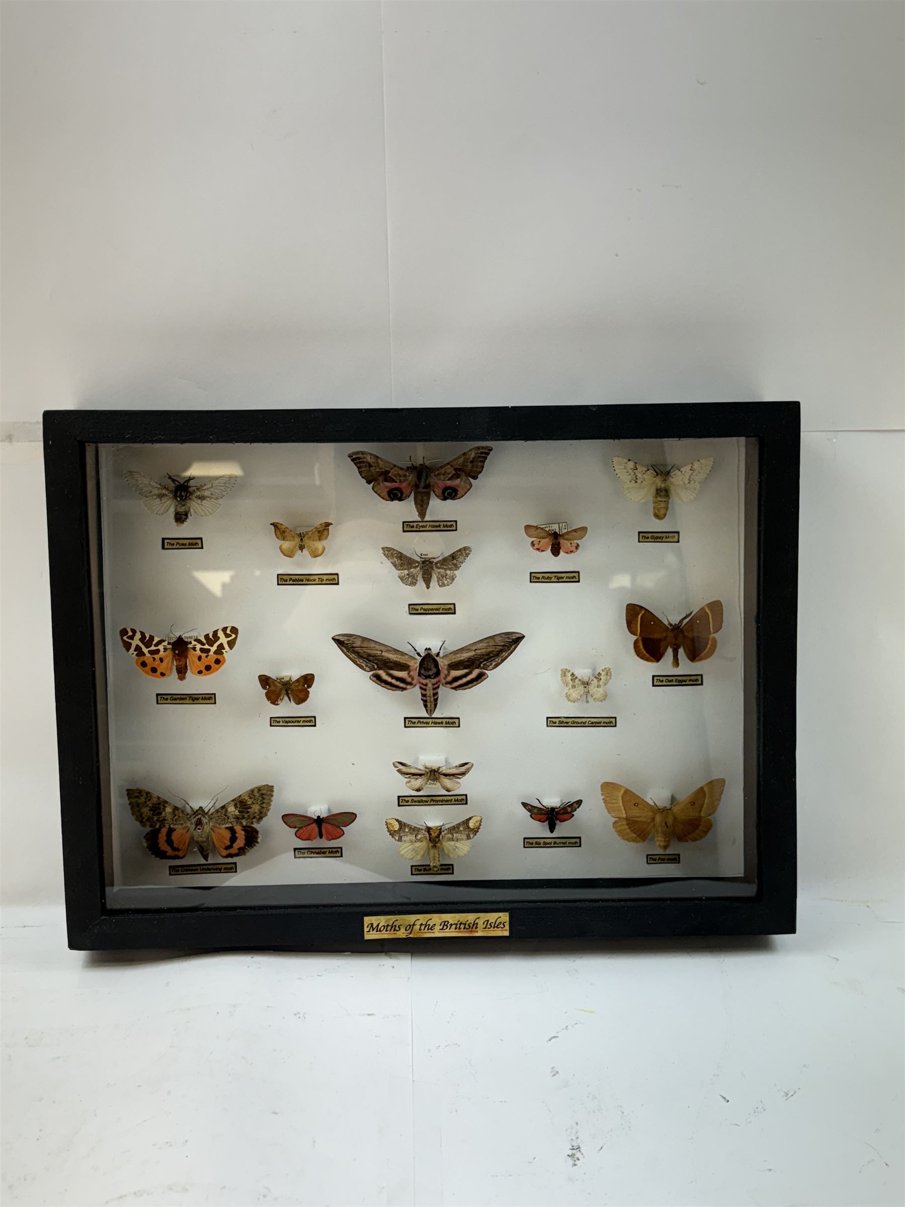 Entomology: Single glazed display of Moths of the British Isles, circa 20th century, single glazed display containing seventeen various specimens, including Privet Hawk moth, Eyed Hawk moth, Fox moth, some with attached data labels, all pinned upon foam backing and named labels, enclosed within a glazed ebonised display case, H28cm, L39cm