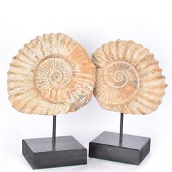 Pair of large ammonite fossil, mounted upon a rectangular wooden base, age; Cretaceous period, location; Morocco, H37cm