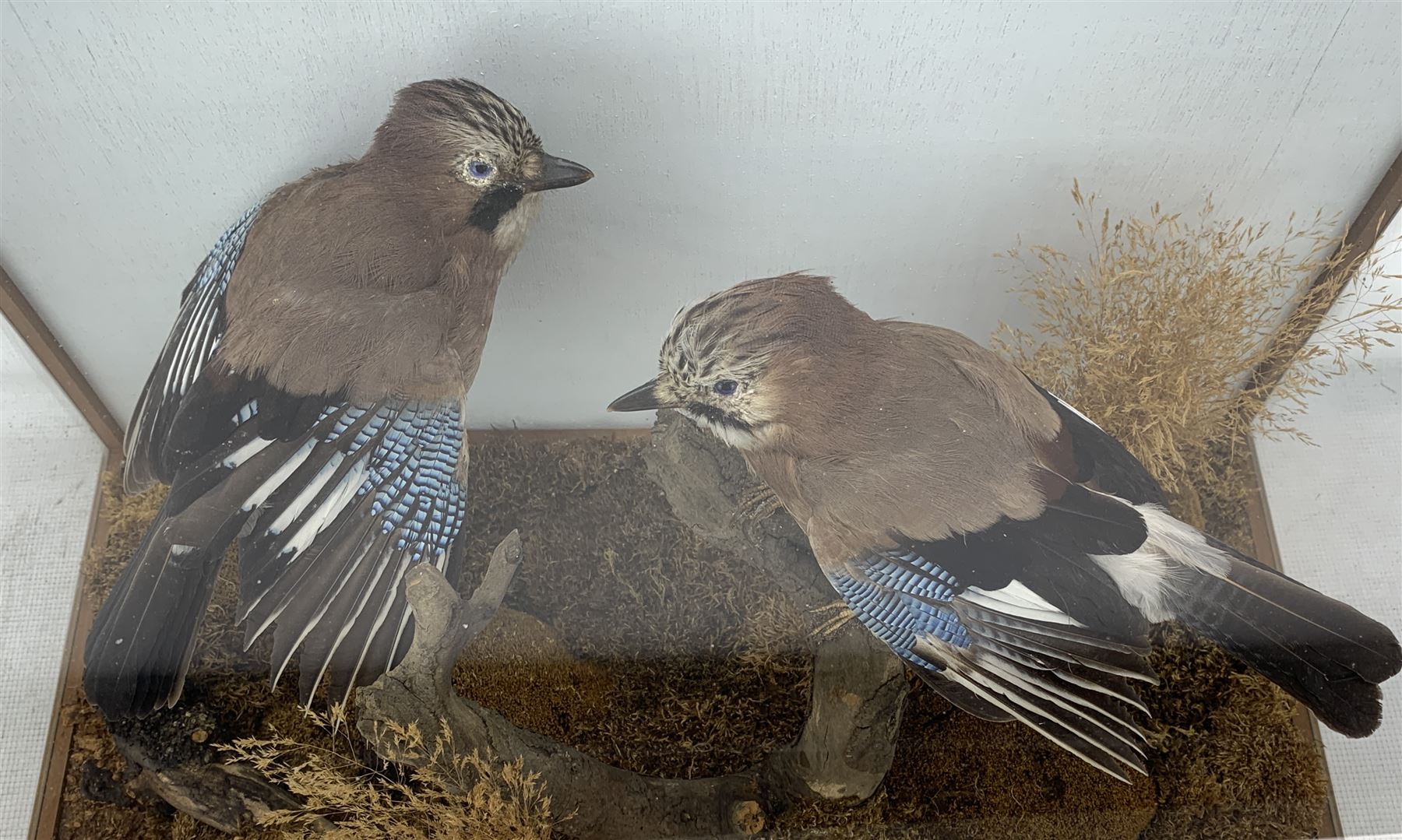 Taxidermy: Cased pair of Eurasian Jays (Garrulus glandarius), by World of Nature, Naturalist and Taxidermist, Knaresborough, North Yorkshire, circa late 20th century, two full mounts perched atop a tree stump, amidst a setting of moss, dry grasses and fauna, set against a pale blue painted backdrop, enclosed within an oak framed four-glass table display case, labelled verso, L67cm, H39cm, D36cm